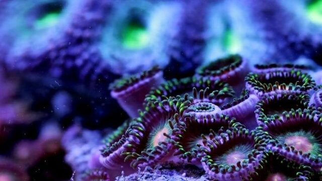 Η μυστική ζωή των κοραλλιών