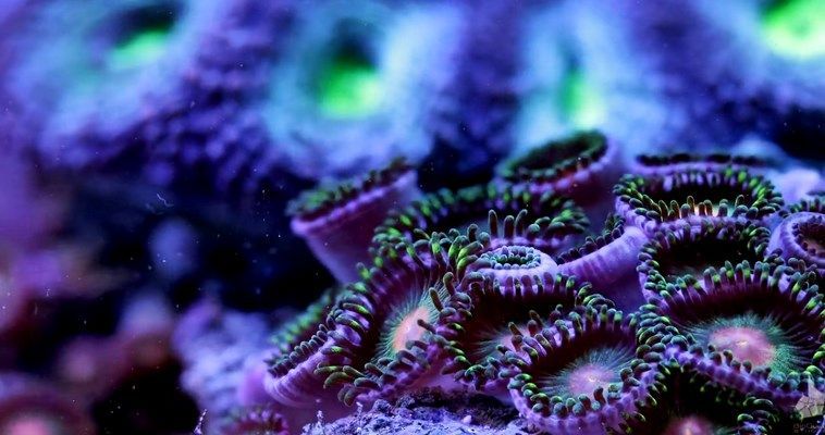 Η μυστική ζωή των κοραλλιών