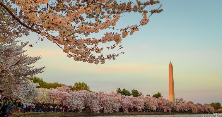 Οι κερασιές της Ουάσινγκτον υποδέχονται την άνοιξη