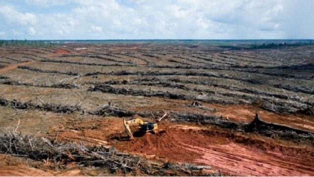 Τεράστια οικολογική καταστροφή στα δάση της Παπούα