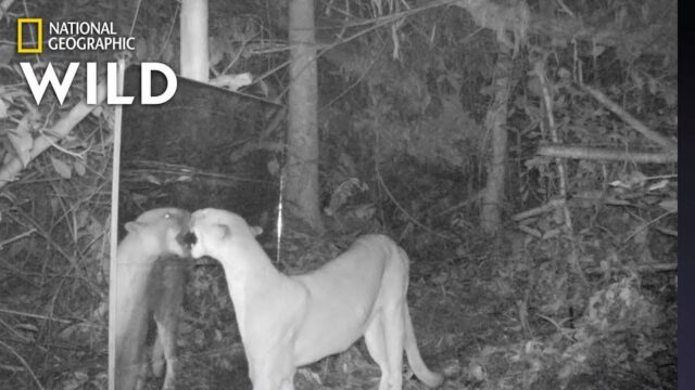 Ζώα της ζούγκλας αντιμέτωπα με έναν καθρέφτη