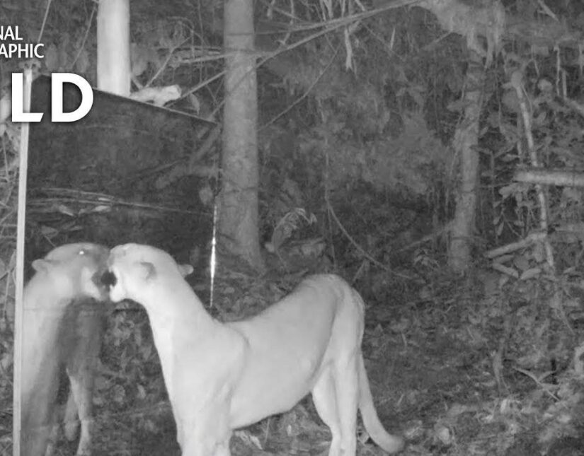 Ζώα της ζούγκλας αντιμέτωπα με έναν καθρέφτη