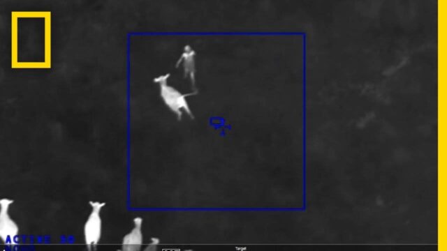 Κοπάδι αγελάδων καταδιώκει έναν εγκληματία