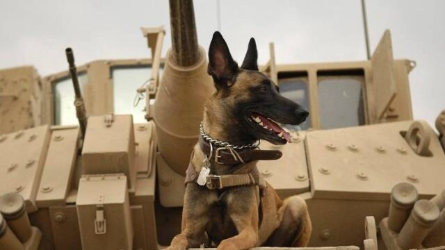 Άνθρωπος και σκύλος: Μαζί και στον πόλεμο