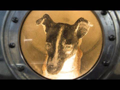 Αυτή είναι η ιστορία της διαστημικής σκυλίτσας Λάικα