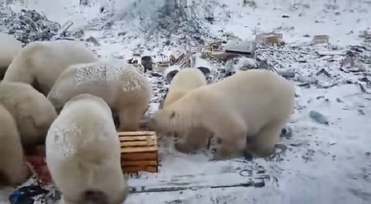 Ρωσία: Οι πολικές αρκούδες έκαναν “έφοδο…” (vid.)