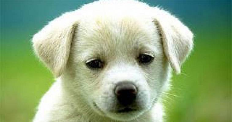 Σάλος από την απόφαση δημοτικής αρχής να πουλήσει στο eBay το σκυλάκι οικογένειας που είχε χρέη