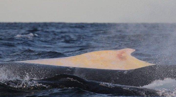 Φιλιππίνες: 40 κιλά πλαστικές σακούλες στο στομάχι φάλαινας