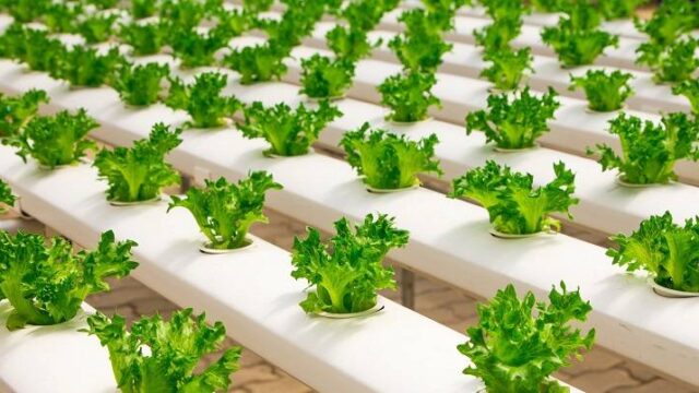 Πως θα τρέφονται τα 10 δισ. κατοίκων της Γης το 2050;