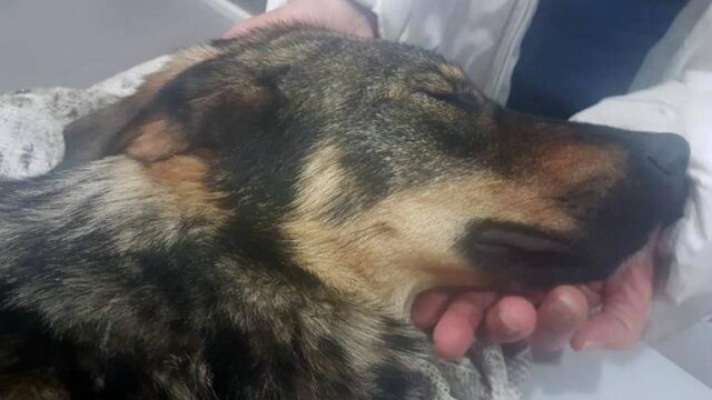 Κέρκυρα: «Βαριά καμπάνα» για 67χρονο που πυροβόλησε το σκύλο του