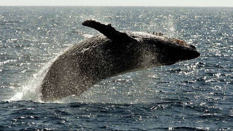 Ρωσία: Ελευθερώθηκαν οι πρώτες «φυλακισμένες» όρκες και φάλαινες μπελούγκες