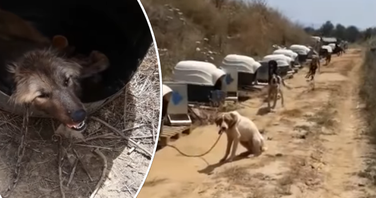 Αλυσοδεμένα σκυλιά στον καύσωνα - Φιλόζωοι καταγγέλλουν κακοποίηση ζώων σε χώρο του Δήμου Σπάρτης (vid)