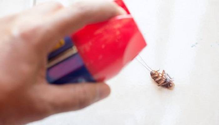 Κατσαρίδες: Συνεχώς μεγαλύτερη αντίσταση στα εντομοκτόνα