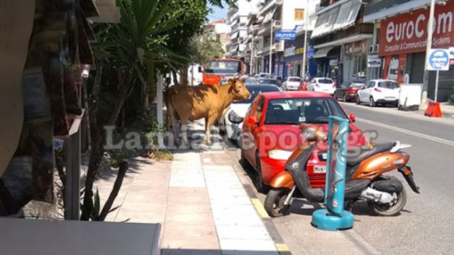 Ταύρος εν υαλοπωλείω, ταύρος εν... Λαμία!