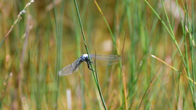 Άλλα 35 κρούσματα από τον ιό του Δυτικού Νείλου