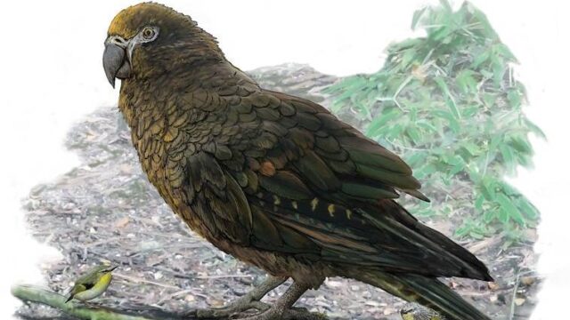 Ηρακλής ο Απρόσμενος… Ο μεγαλύτερος παπαγάλος που έζησε ποτέ
