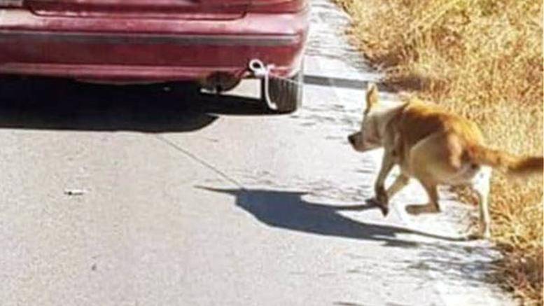 Συνελήφθη ο 73χρονος που έσερνε σκύλο με το αυτοκίνητό του στο Ρέθυμνο