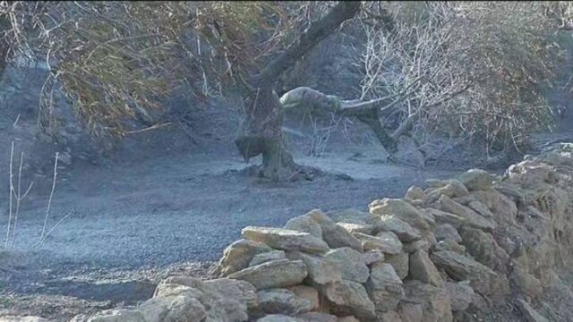 Nέες αφίξεις τουριστών στην Ελαφόνησο μετά τις φωτιές