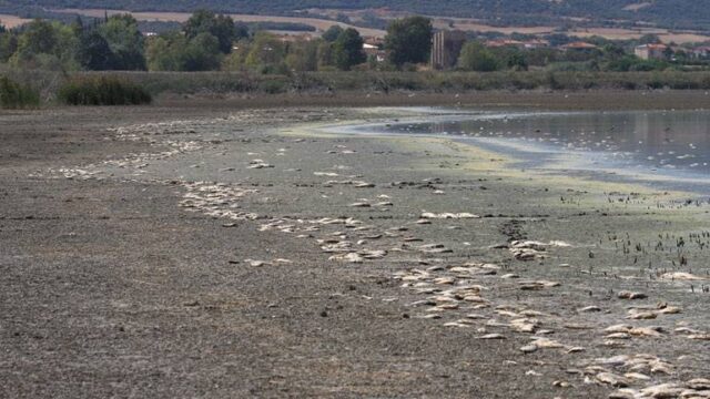 Οικολογική καταστροφή στην Κορώνεια – Χιλιάδες νεκρά ψάρια