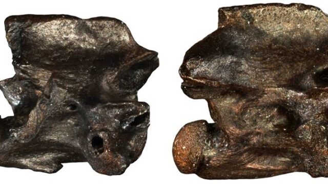 “Περιεργόφις” και “Παραξενόφις”… Μοναδική ανακάλυψη Έλληνα επιστήμονα