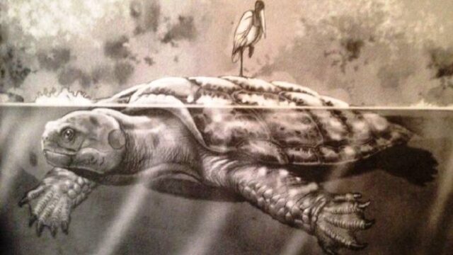 Χελώνα μεγέθους αυτοκινήτου… Βρέθηκαν απολιθώματα