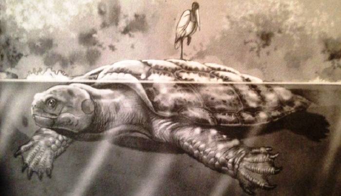 Χελώνα μεγέθους αυτοκινήτου… Βρέθηκαν απολιθώματα