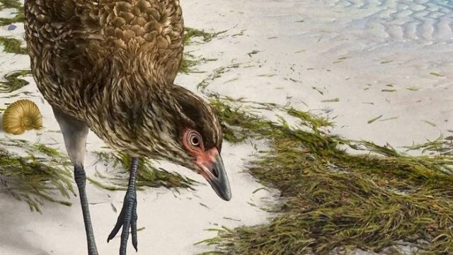 “Αστεριόρνις”: Βρέθηκε απολίθωμα του αρχαιότερου σύγχρονου πουλιού