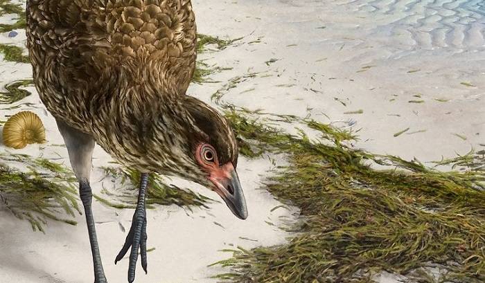 “Αστεριόρνις”: Βρέθηκε απολίθωμα του αρχαιότερου σύγχρονου πουλιού