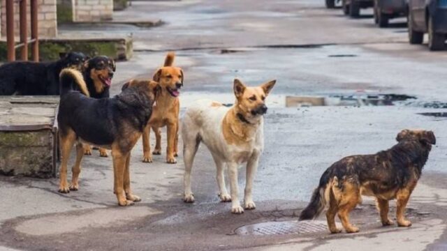 Ξηρά τροφή για τα αδέσποτα από το Δήμο Αλεξανδρούπολης λόγω κορονοϊού