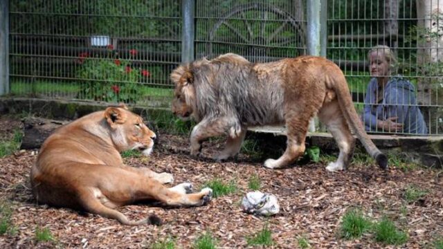 Ζωολογικοί κήποι: Αβοήθητα τα ζώα σε εγκαταστάσεις στη Γερμανία λόγω κορονοϊού