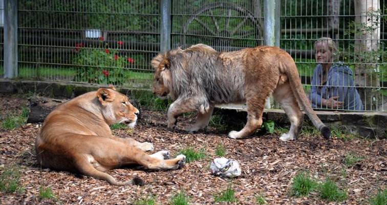 Ζωολογικοί κήποι: Αβοήθητα τα ζώα σε εγκαταστάσεις στη Γερμανία λόγω κορονοϊού