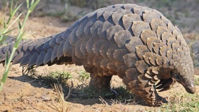 Τρώτε άφοβα: Οι παγκολίνοι δεν ευθύνονται για την πανδημία