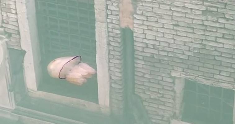 Μέδουσα κολυμπάει στα καθαρά πλέον νερά της Βενετίας (βίντεο)