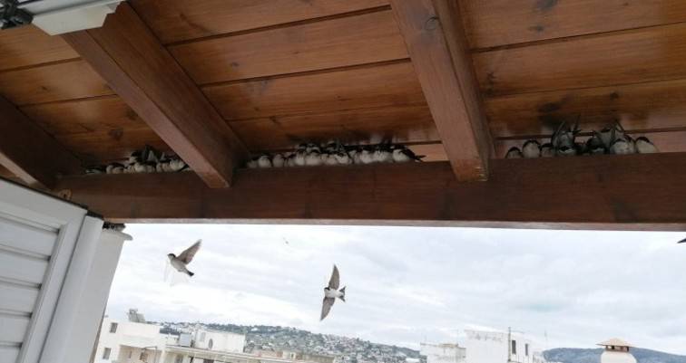 Εντοπίζονται δεκάδες νεκρά ή εξουθενωμένα μεταναστευτικά πουλιά