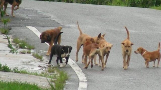 Επίθεση από αδέσποτο σκύλο δέχτηκε εικοσάχρονος στο Δήμο Νεάπολης – Συκεών