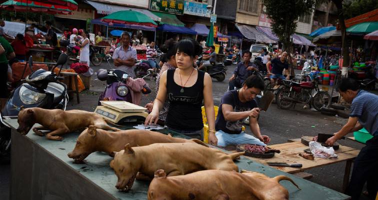 Κίνα: Δεν επιτρέπεται να τρώτε σκυλιά – Κουβέντα για παγκολίνο