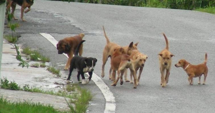Επίθεση από αδέσποτο σκύλο δέχτηκε εικοσάχρονος στο Δήμο Νεάπολης – Συκεών