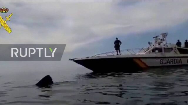 Ισπανία: Καρχαρίας μήκους οκτώ μέτρων έξω από την ακτή της Γρανάδας