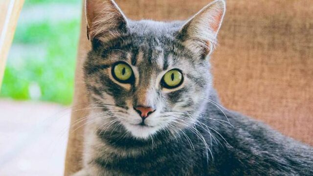 Γάτος βγήκε θετικός στον κορονοϊό για πρώτη φορά στη Γαλλία