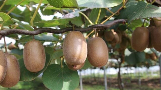 Ανοδος 19,5% στις εξαγωγές αγροτικών προϊόντων