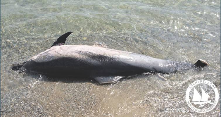 Δολοφονημένα δελφίνια με κομμένα πτερύγια και φώκια δεμένη με σκοινί