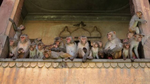 Συμμορία μαϊμούδων κλέβει θετικά σε covid-19 δείγματα
