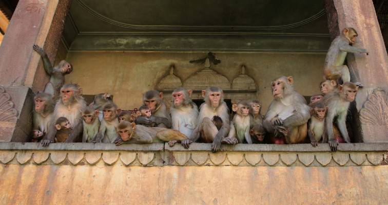 Συμμορία μαϊμούδων κλέβει θετικά σε covid-19 δείγματα