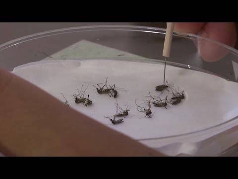 Δοκιμές για εμβόλιο από το σάλιο κουνουπιών