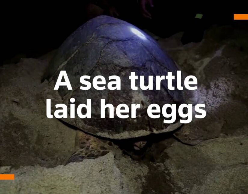 Μια θαλάσσια χελώνα γεννά αυγά σε παραλία της Ταϊλάνδης
