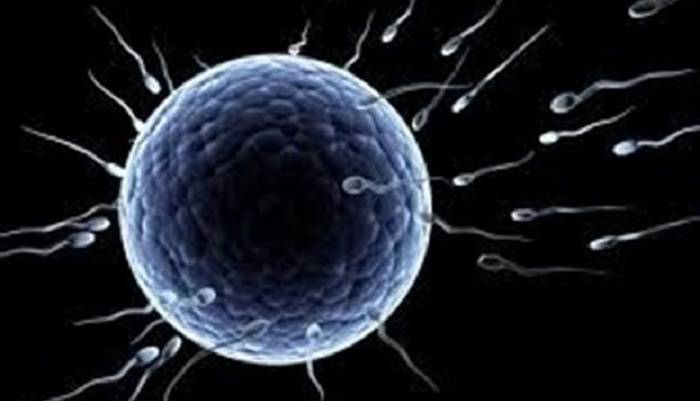Τα ωάρια της γυναίκας διαλέγουν το ανδρικό σπέρμα που θα τα γονιμοποιήσει…