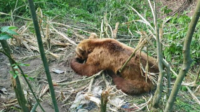 Έσωσαν αρκούδα που πιάστηκε σε παγίδα για αγριογούρουνα (βίντεο)