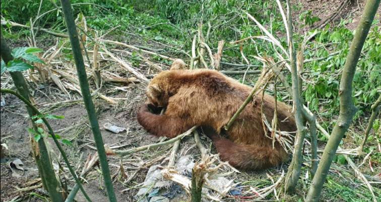 Έσωσαν αρκούδα που πιάστηκε σε παγίδα για αγριογούρουνα (βίντεο)