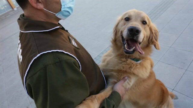 Χιλή: Η αστυνομία εκπαιδεύει σκύλους για τον εντοπισμό Covid-19