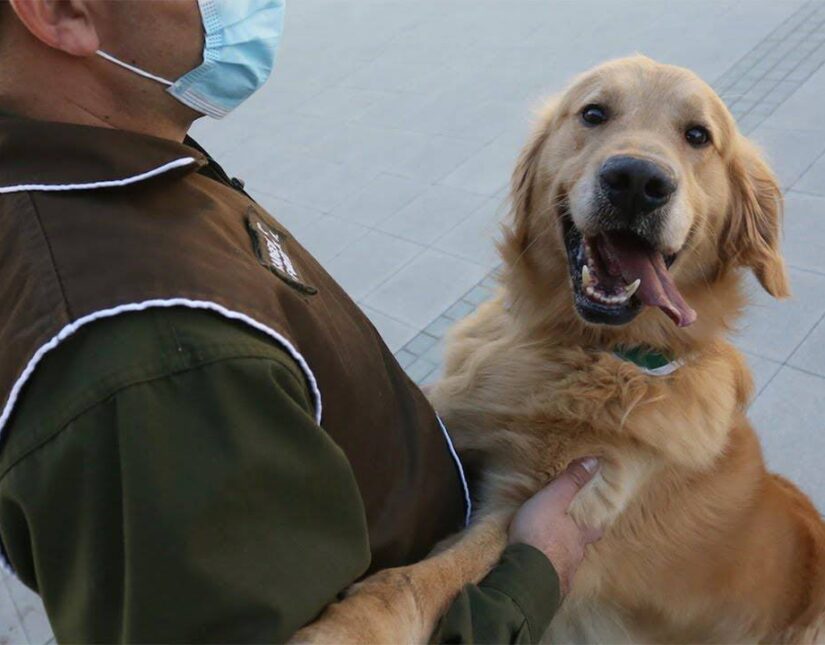 Χιλή: Η αστυνομία εκπαιδεύει σκύλους για τον εντοπισμό Covid-19